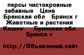,персы чистокровные, забавные › Цена ­ 3 000 - Брянская обл., Брянск г. Животные и растения » Кошки   . Брянская обл.,Брянск г.